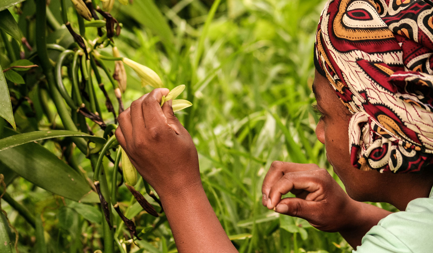 A woman inspecting crops in a lush green field, representing agriculture and food systems